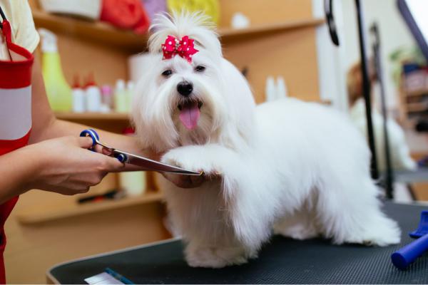 Gb groomz sales mobile pet spa