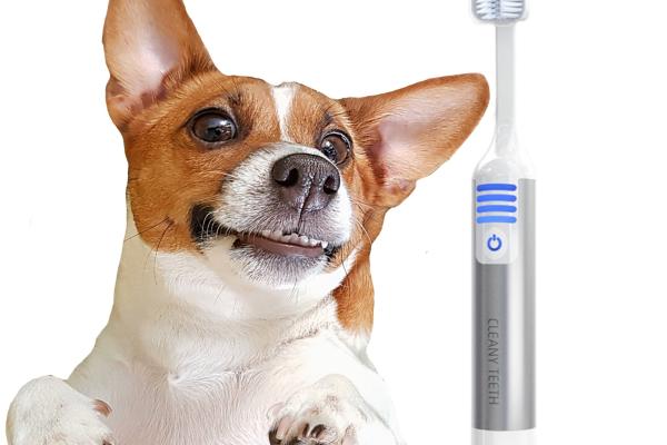 ultra sonic dog teeth cleaning